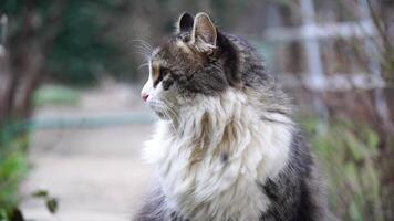 A cute happy grey tabby kitten lies and rests on the floor of the park in the rays of sunlight, looks at the camera, wiggles its ears and enjoys the morning sun. video
