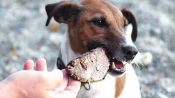 Cute senior Fox Terrier puppy fetching a stick on the beach. Handsome man and his dog playing fetch at the beach on sunset. Close up, Slow motion video