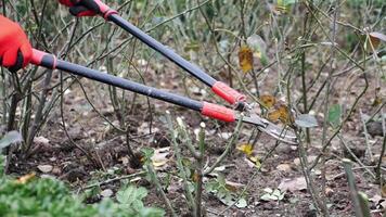 person kneeling on soil, cutting tree branches with scissors video