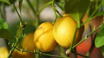 fresh lemons from a lemon tree in a yellow pot in a tranquil garden video