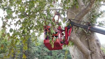 Tree maintenance worker in cherry picker prunes branches for tree health and aesthetics video