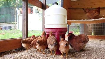A group of brown chickens drinking water from a feeder in a wooden chicken coop. One chicken is perched on a wooden shelf inside the coop. Outdoor farm setting. video