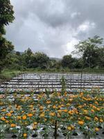 Marigold flower field with overcast sky photo