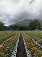 Marigold Flower Farm with Scenic Hills photo