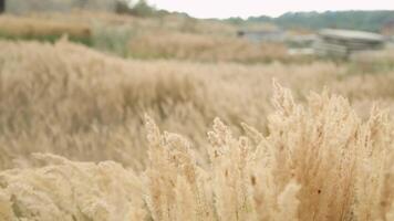 Field of mature beautiful natural fluffy brown spikelets of grass on hillside sway and bend in different directions in strong wind. Near an old building. video