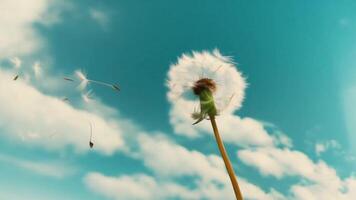 Close-up of a dandelion against a blue sky with fluffy white clouds video