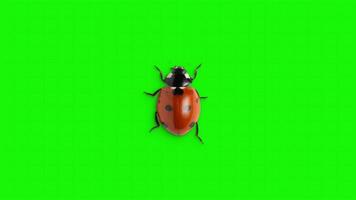 Ladybug on a green screen background. Seamless looping 4k time-lapse animation background video