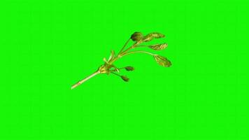 one isolated tree trunk against a green background video