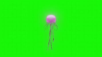 Jellyfish on a green background video