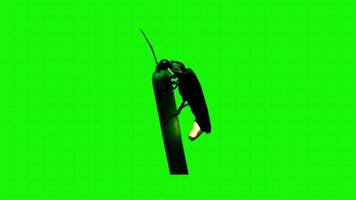 Grasshopper on a green background. Seamless looping 4k time-lapse animation background video