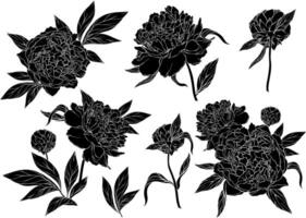 floral set with peonies and leaves, flower buds. Silhouettes of the plants vector