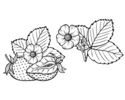 strawberry line art illustration set with berries, leaves and flowers, hand drawn botanical outline drawing, monochrome sketch. Design elements for coloring book, background, pattern, packaging vector