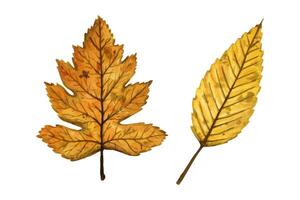 A set of autumn leaves elm, wild service trees, hand drawn watercolor illustration isolated on white background. For design of patterns, textiles, stickers, postcards, greeting cards, invitations. vector