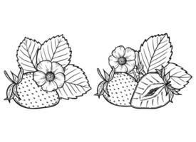 strawberry line art illustration set with berries, leaves and flowers, hand drawn botanical outline drawing, monochrome sketch. Design elements for coloring book, background, pattern, packaging vector