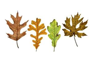 A set of autumn leaves maple, oak, hand drawn watercolor illustration isolated on white background. For design of patterns, textiles, stickers, postcards, greeting cards, invitations. vector