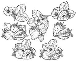 strawberry line art illustration set with berries, leaves and flowers, hand drawn botanical outline drawing, monochrome sketch. Design elements for coloring book, background, pattern, packaging vector