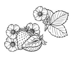 strawberry line art illustration set with berries, leaves and flowers, hand drawn botanical outline drawing, monochrome sketch. Design elements for coloring book, background, pattern, packaging vector