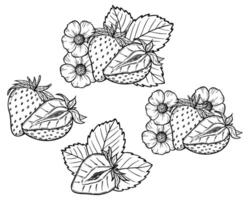 strawberry line art illustration set with berries, leaves and flowers, hand drawn botanical outline drawing, monochrome sketch. Design elements for coloring book, background, pattern, packaging vector