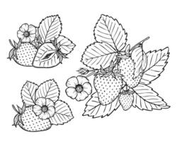 strawberry line art illustration set with berries, leaves and flowers, hand drawn botanical outline drawing, monochrome sketch. Design elements for coloring book, background, pattern, packaging vector