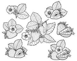 strawberry line art illustration set with berries, leaves and flowers, hand drawn botanical outline drawing, monochrome sketch. Design elements for coloring book, background, pattern, packaging vector