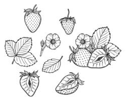 strawberry line art illustration set with berries, leaves and flowers, hand drawn botanical outline drawing, monochrome sketch. Design elements for coloring book, background, pattern, packaging vector