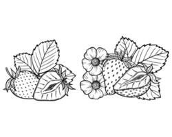 strawberry line art illustration set with berries, leaves and flowers, hand drawn botanical outline drawing, monochrome sketch. Design elements for coloring book, background, pattern, packaging vector