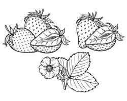 strawberry line art illustration set with berries, leaves and flowers, hand drawn botanical outline drawing, monochrome sketch. Design elements for coloring book, background, pattern, packaging vector