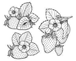strawberry line art illustration set with berries, leaves and flowers, hand drawn botanical outline drawing, monochrome sketch. Design elements for coloring book, background, pattern, packaging vector