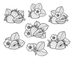 strawberry line art illustration set with berries, leaves and flowers, hand drawn botanical outline drawing, monochrome sketch. Design elements for coloring book, background, pattern, packaging vector