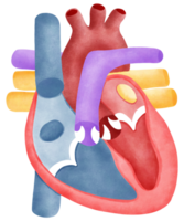 circulatory system of the heart diagram png
