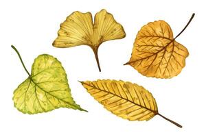 A set of autumn leaves elm, ginkgo, linden, hand drawn watercolor illustration isolated on white background. For design of patterns, textiles, stickers, postcards, greeting cards, invitations. vector
