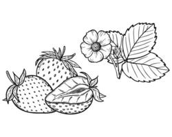 strawberry line art illustration set with berries, leaves and flowers, hand drawn botanical outline drawing, monochrome sketch. Design elements for coloring book, background, pattern, packaging vector