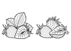 strawberry line art illustration set with berries, leaves and flowers, hand drawn botanical outline drawing, monochrome sketch. Design elements for coloring book, background, pattern, packaging vector