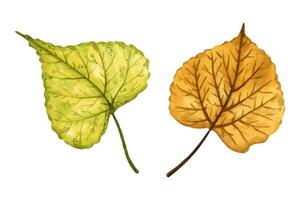 A set of 2 autumn leaves of a linden tree, hand drawn watercolor illustration isolated on white background. For design of patterns, textiles, stickers, postcards, greeting cards, invitations. vector