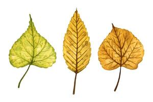 A set of autumn leaves elm and linden tree, hand drawn watercolor illustration isolated on white background. For design of patterns, textiles, stickers, postcards, greeting cards, invitations. vector