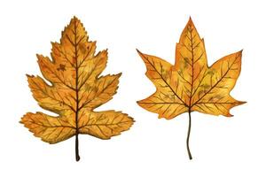 A set of autumn leaves wild service, maple tree, hand drawn watercolor illustration isolated on white background. For design of patterns, textiles, stickers, postcards, greeting cards, invitations. vector