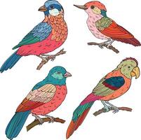 Set of various birds types vector