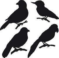 Set of silhouettes of various birds types vector