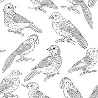 Seamless pattern with various birds types vector