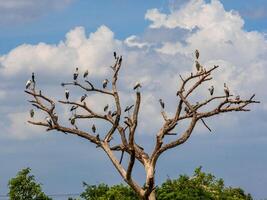 many kind of bird perched on tree photo