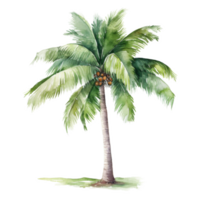Coconut Tree, Summer Illustration. Watercolor Style. png
