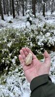 Quartzite in the hands of a tourist in a winter forest in Poland photo