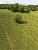 Agricultural field with rapeseed and a lone tree. View from above photo