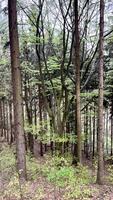 Spring mountain forest in Poland, view from below photo