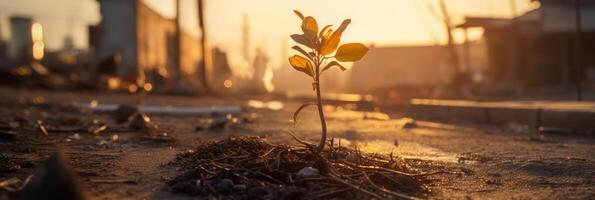 A plant emerges from the debris at dawn after a hurricane. Concept of hope and revival. . photo