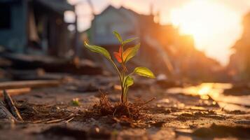 A plant emerges from the debris at dawn after a hurricane. Concept of hope and revival. . photo