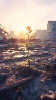 A plant emerges from the debris at dawn after a hurricane. Concept of hope and revival. . photo