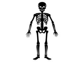 Black silhouette of a human skeleton isolated on a white background. Concept of Halloween, anatomy illustration, bone structure, spooky illustration. Print, icon, design element. vector