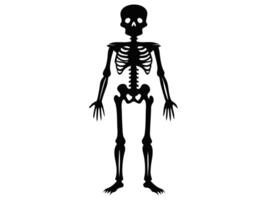 Black silhouette of a human skeleton isolated on a white background. Concept of Halloween, anatomy illustration, bone structure, spooky illustration. Print, icon, design element. vector