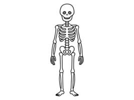 Black outline of a human skeleton isolated on a white background. Concept of Halloween, anatomy illustration, bone structure, spooky illustration. Print, icon, design element vector